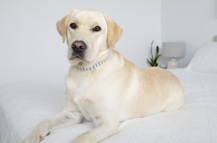 黄色拉布拉多猎犬躺在白色的床上