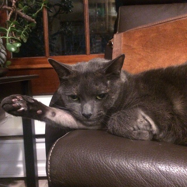 灰色的猫躺在皮沙发上。