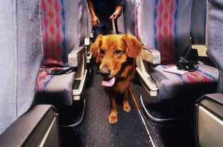 Dog on plane