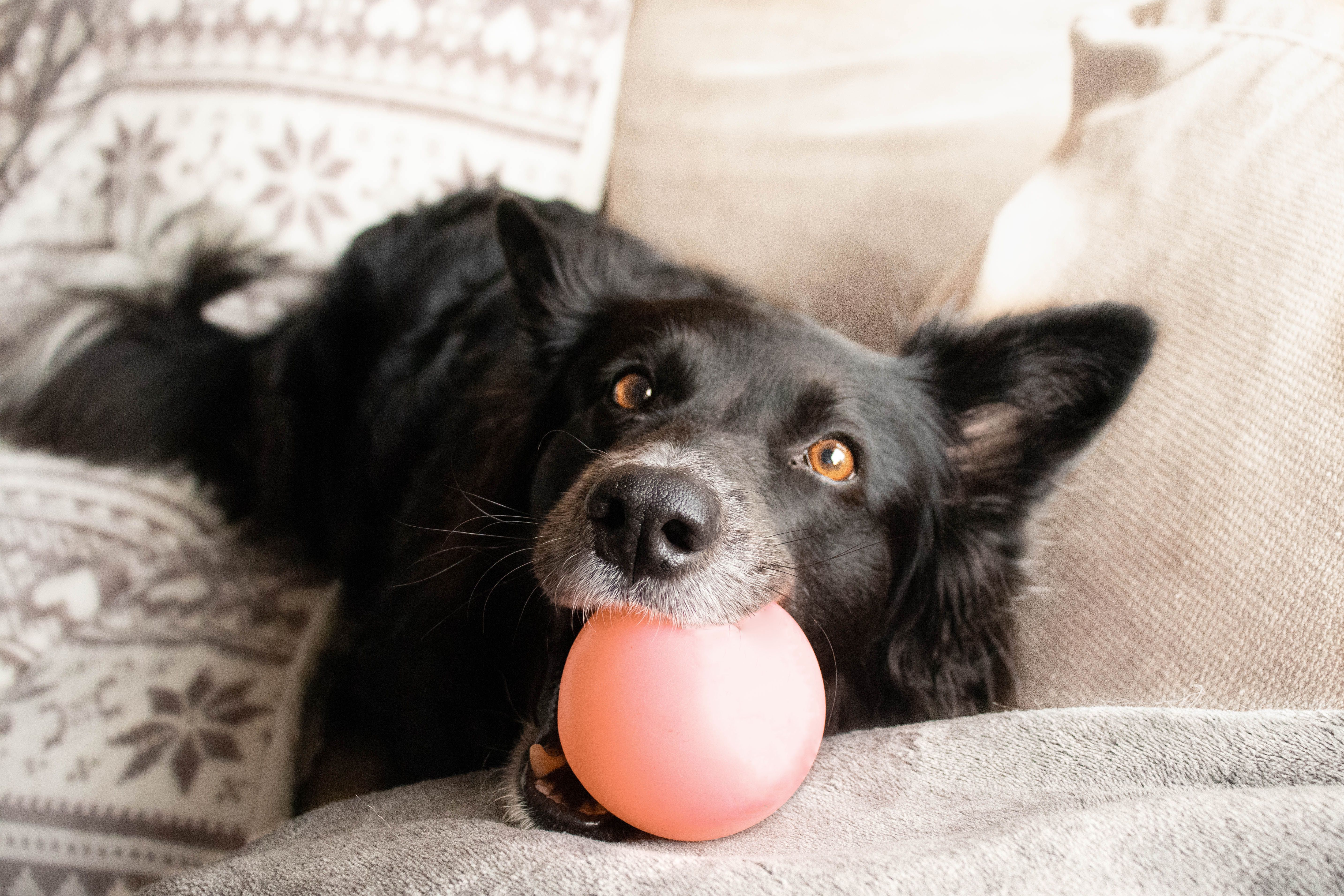 Black dog chewing on toy ball