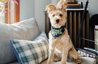 Tan dog with pointy ears sitting on couch with space-themed bandana