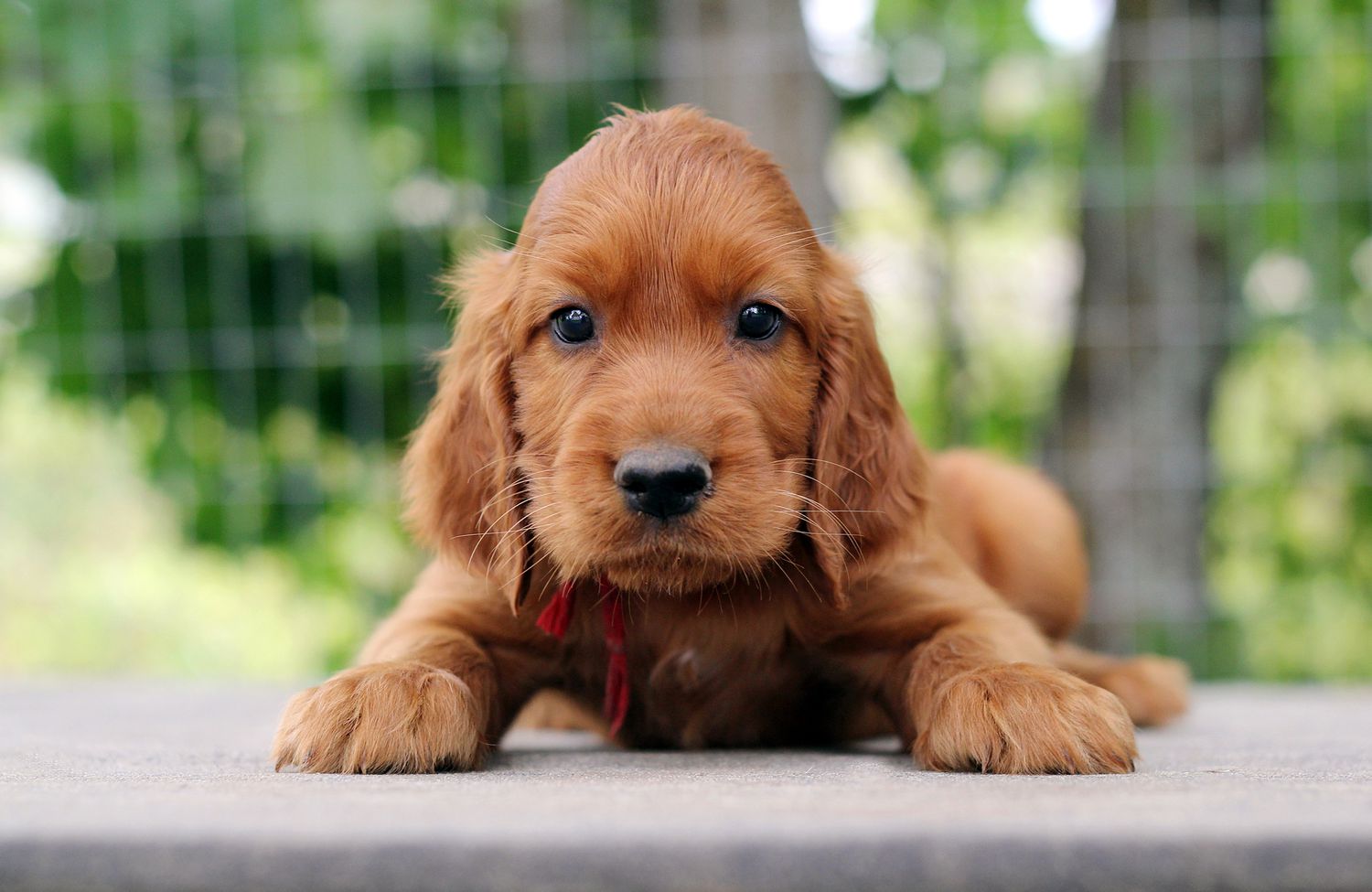 爱尔兰塞特犬