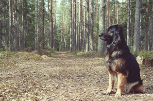 dog in forest, rabies and dogs
