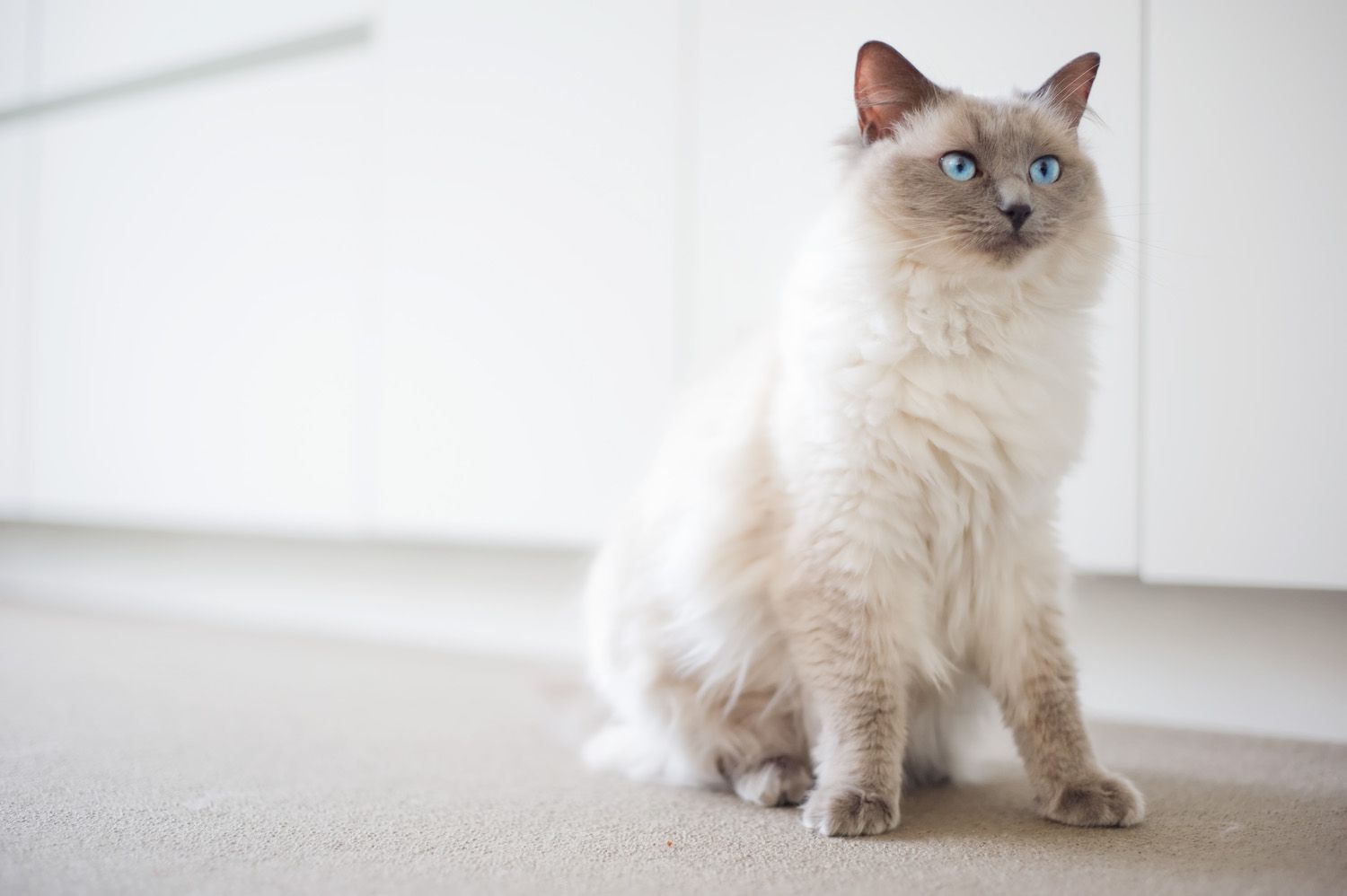 布娃娃猫坐在公寓里