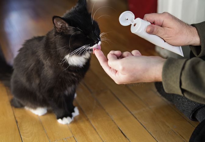 Cat licking toothpaste