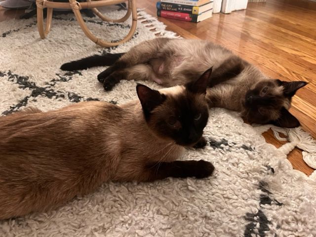 弗吉尼亚和维塔的猫妈妈