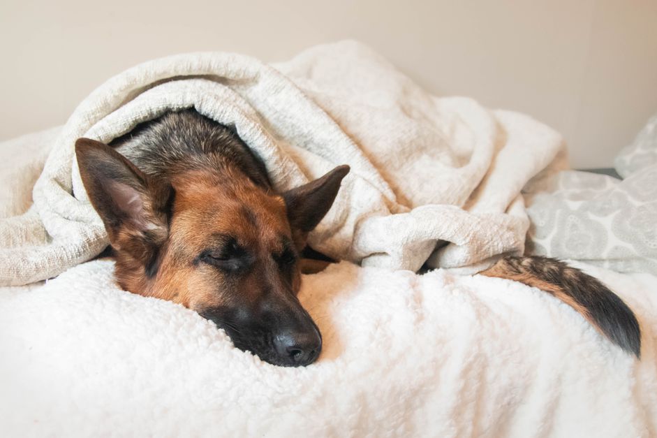 德国牧羊犬睡在床上，盖着毯子