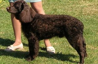美洲水猎犬站在草地上