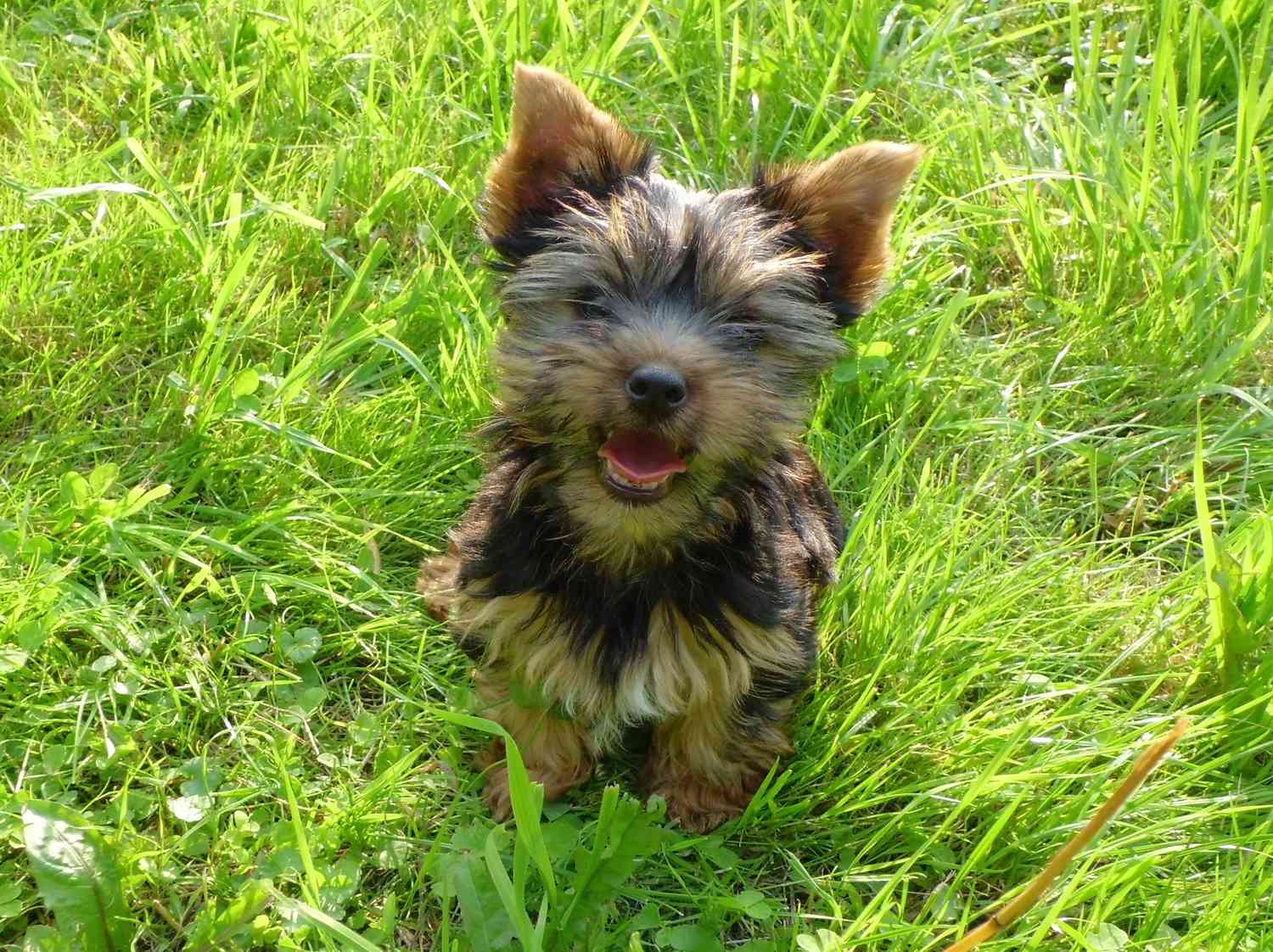 一只对着镜头微笑的约克郡犬。