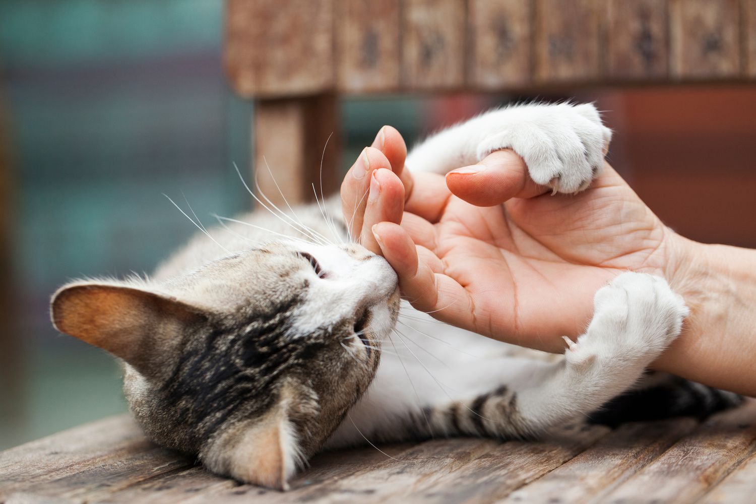 猫的爪子