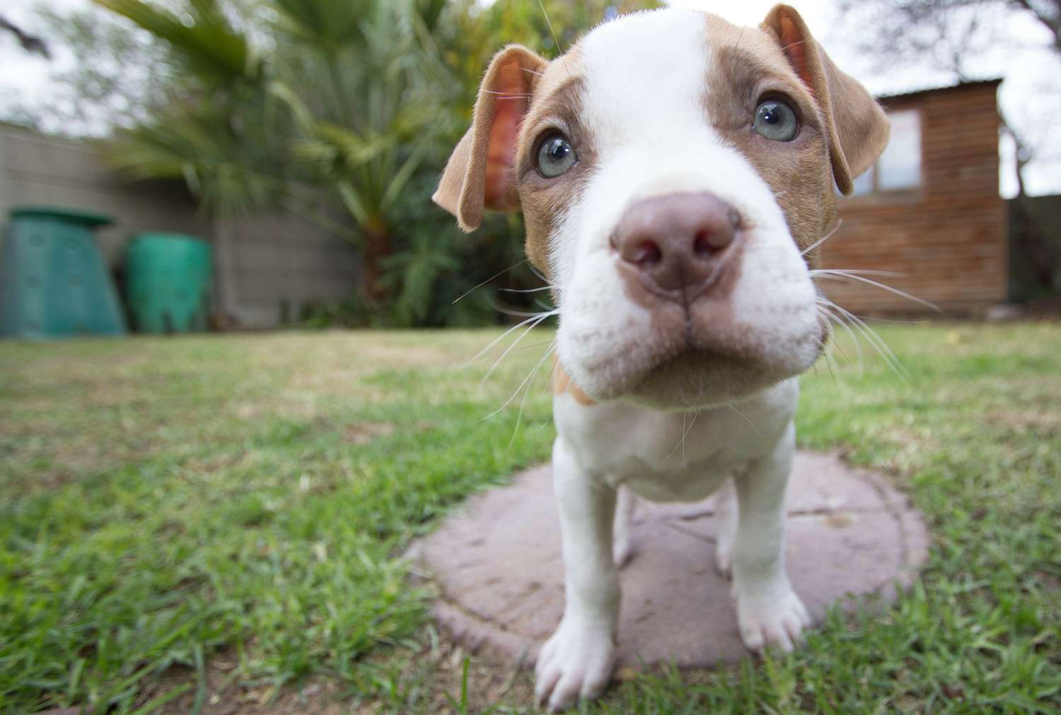 斗犬幼犬的广角照片。