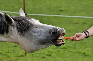 Feeding Treats to Horse and Ponies Safely