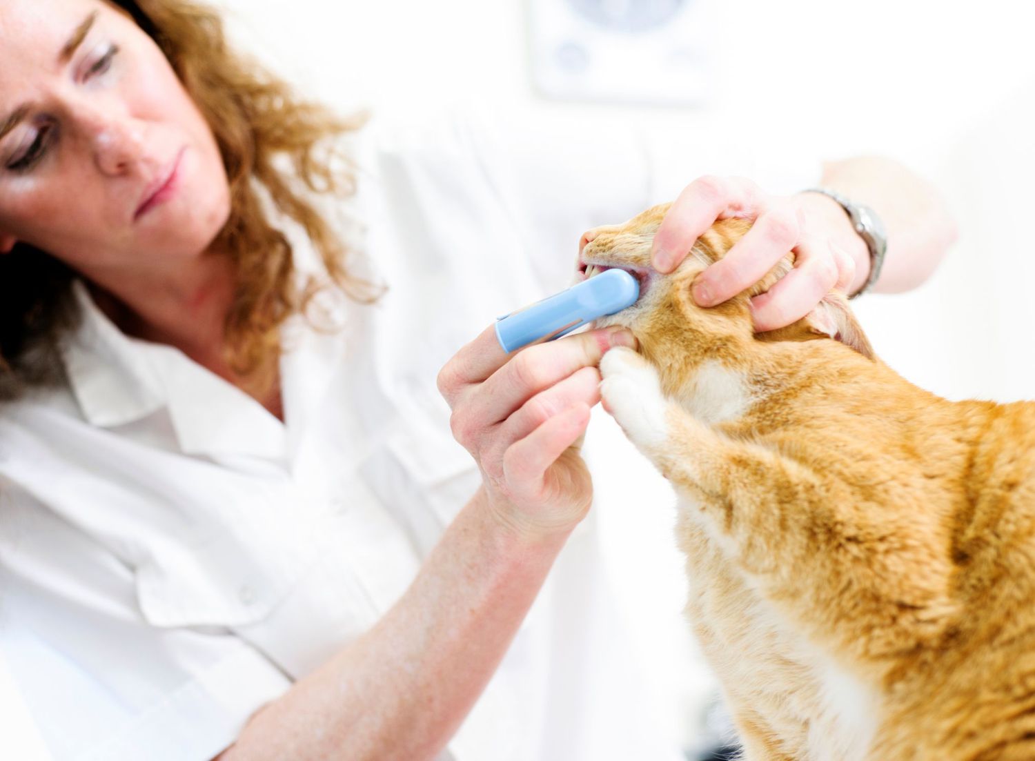 兽医正在给猫清洗牙齿。