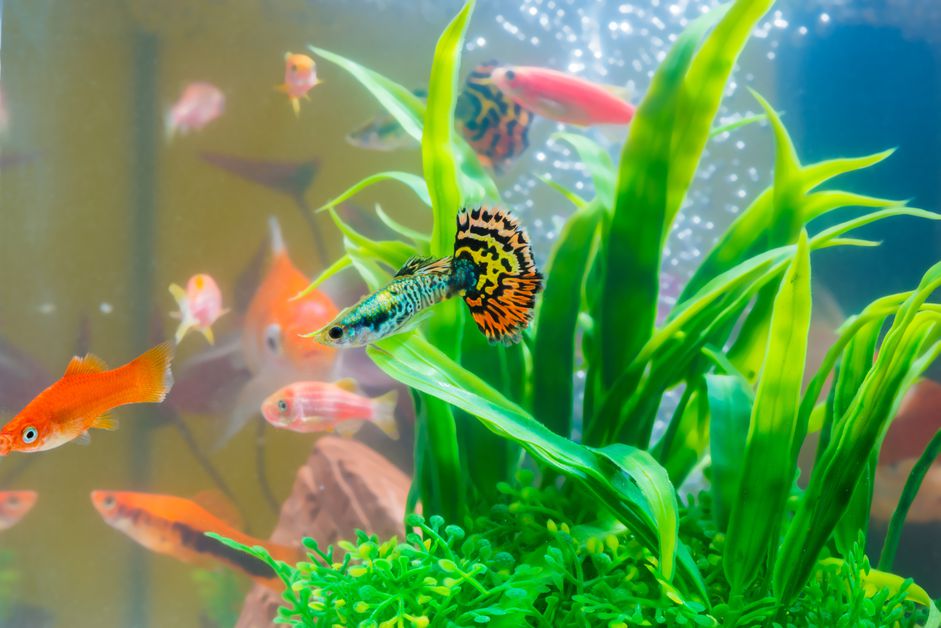 鱼缸或水族馆里的小鱼，金鱼，孔雀鱼和红鱼，花式鲤鱼和绿色植物，水下生物。
