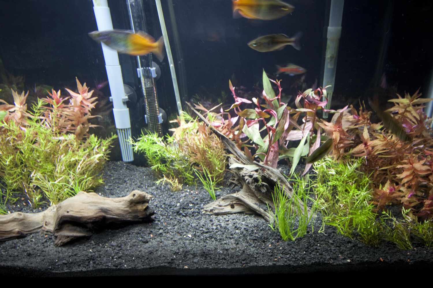 新的40加仑长油箱