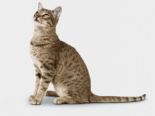 萨凡纳F6短毛猫