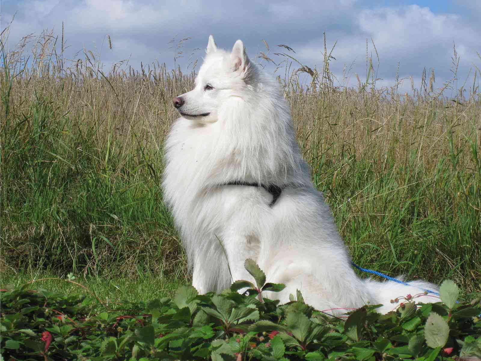 丹麦斯皮兹犬画像