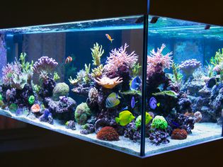 暗礁水族馆