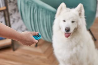 在萨摩耶犬上进行鸣枪训练