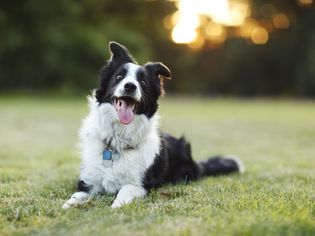 快乐的边境牧羊犬在户外