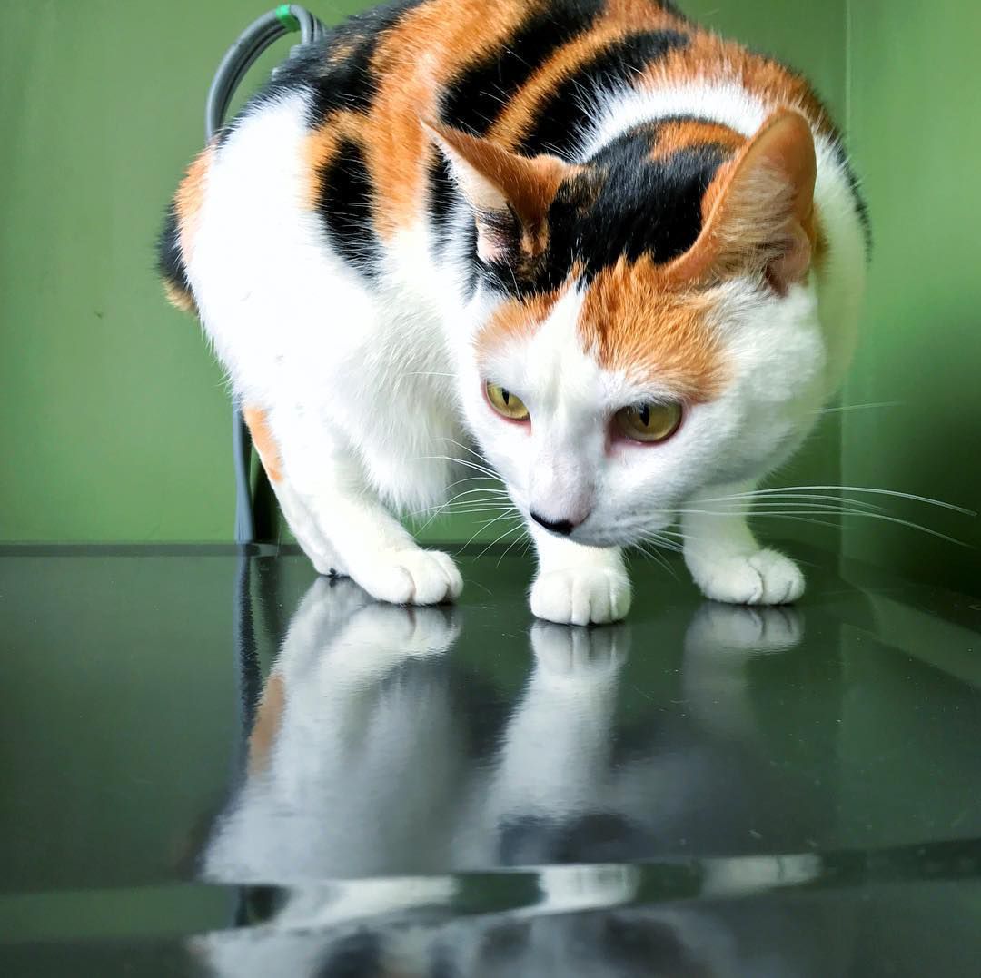 杂色猫