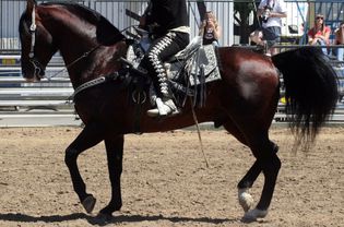 azteca horse
