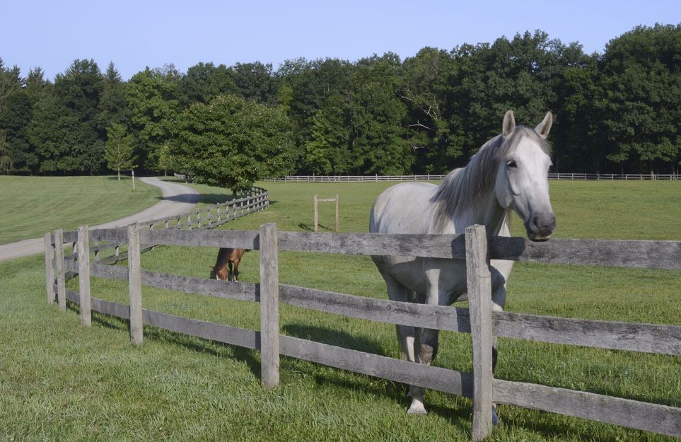 08-Old-Stone-Farm-White-Horse
