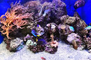 盐水水族馆