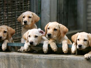 拉布拉多猎犬幼犬图片-拉布拉多猎犬幼犬的照片