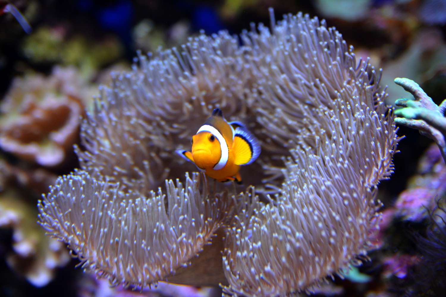 Saltwater clownfish in an anemone