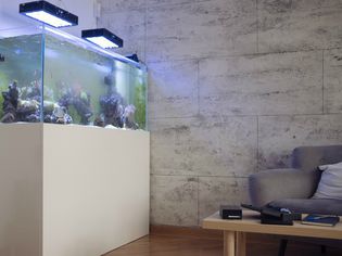 客厅里有带底座的水族馆