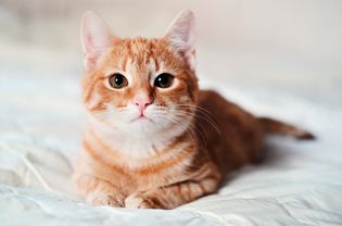 一只短毛姜黄色的虎斑猫坐在沙发上，摆出放松的姿势