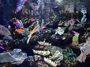 活的岩石和珊瑚鱼水族馆