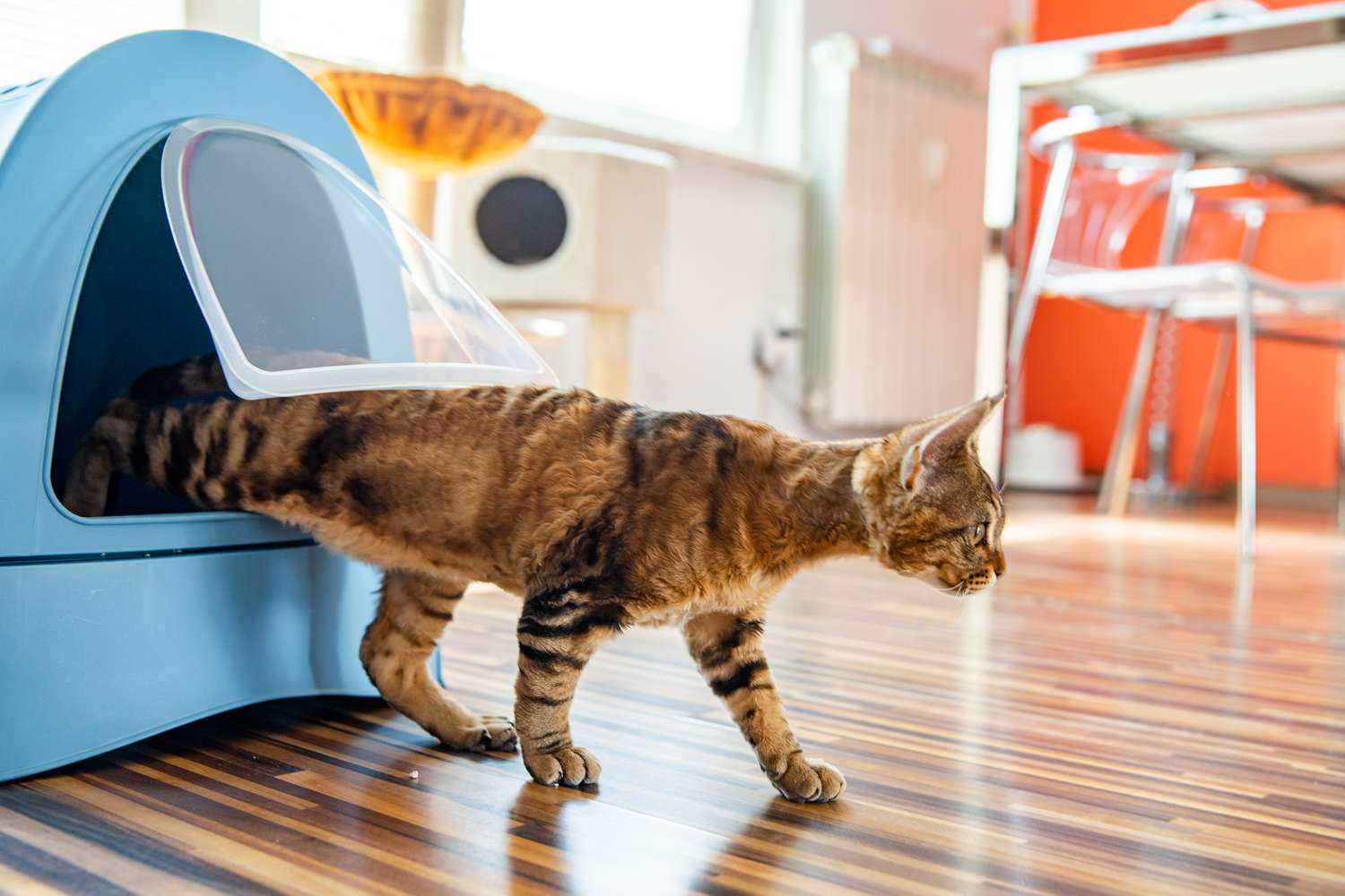 猫从猫砂盒里走出来