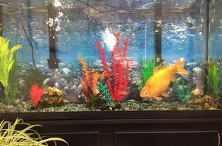 A 15 year old comet goldfish in a 100 gallon tank