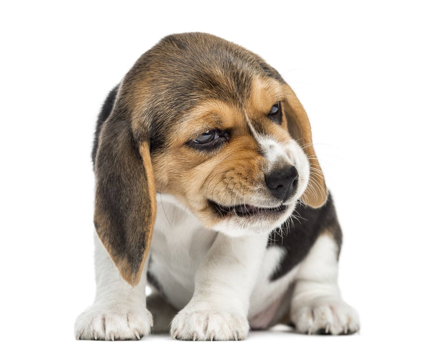 小猎犬小狗咆哮