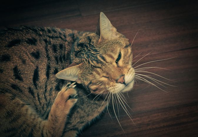 猫抓耳朵