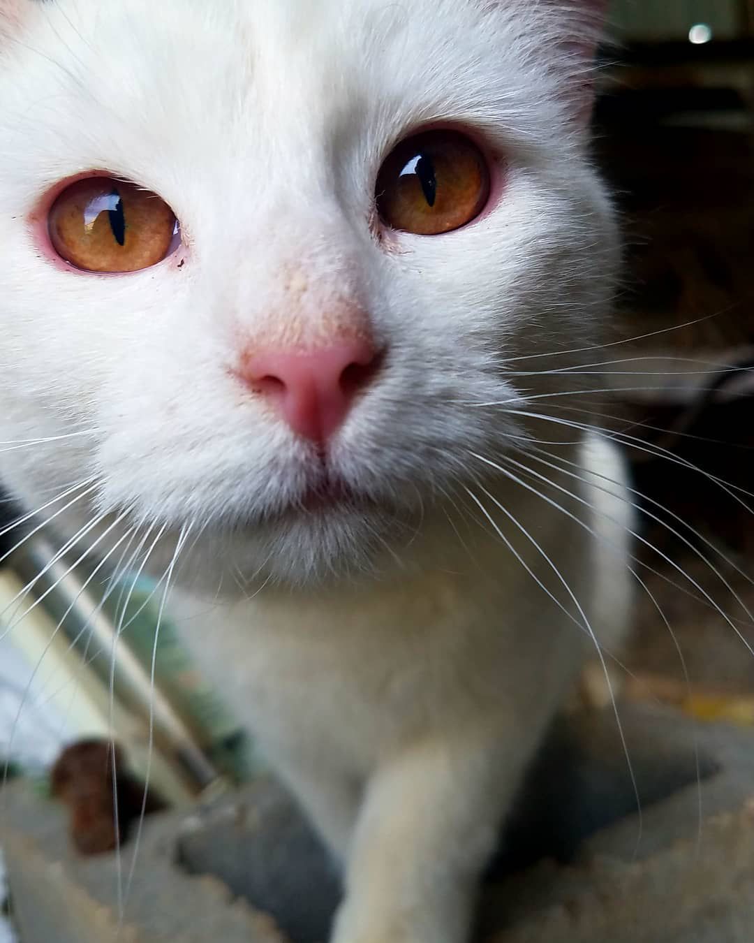 白化猫或白猫
