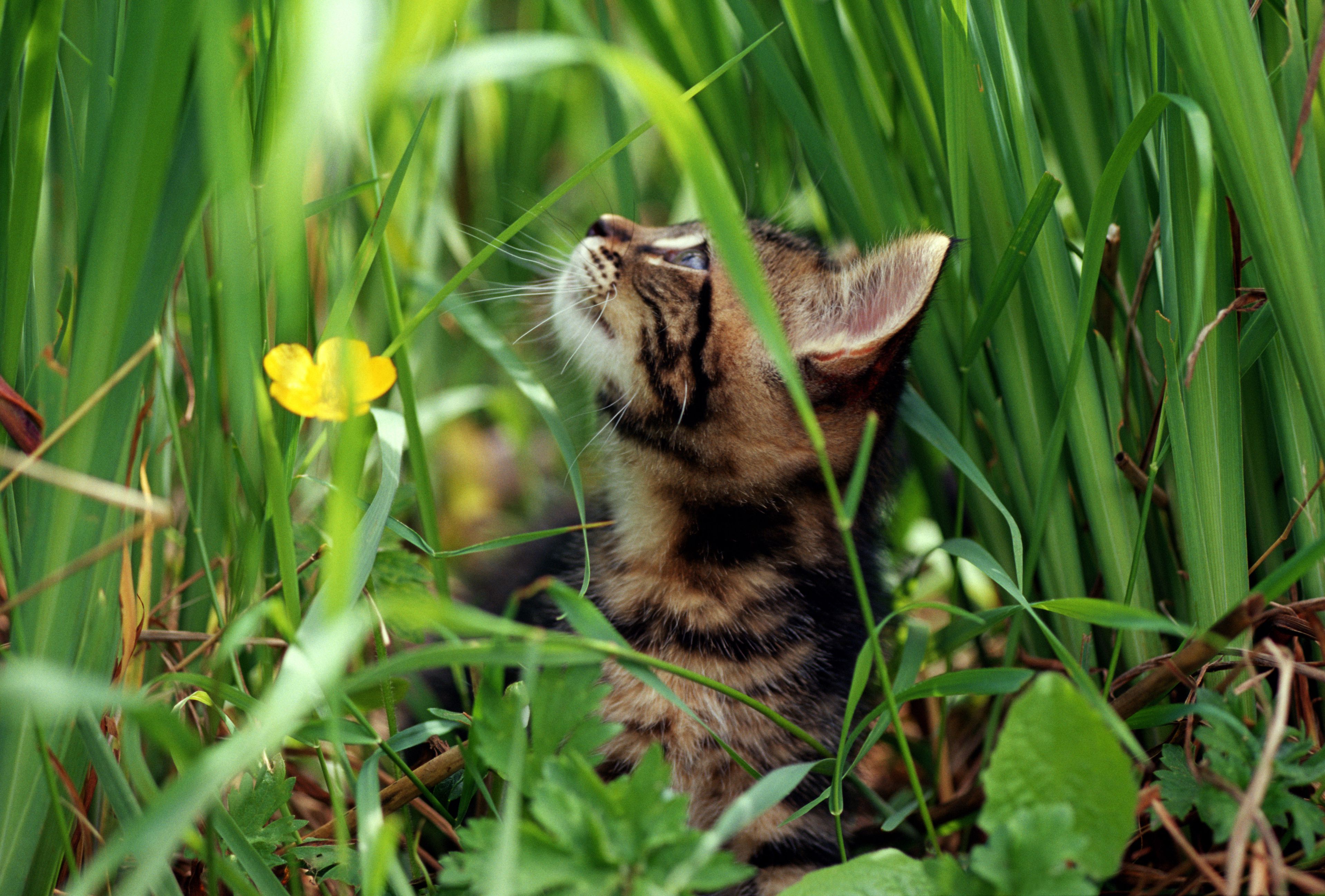 花园里的猫