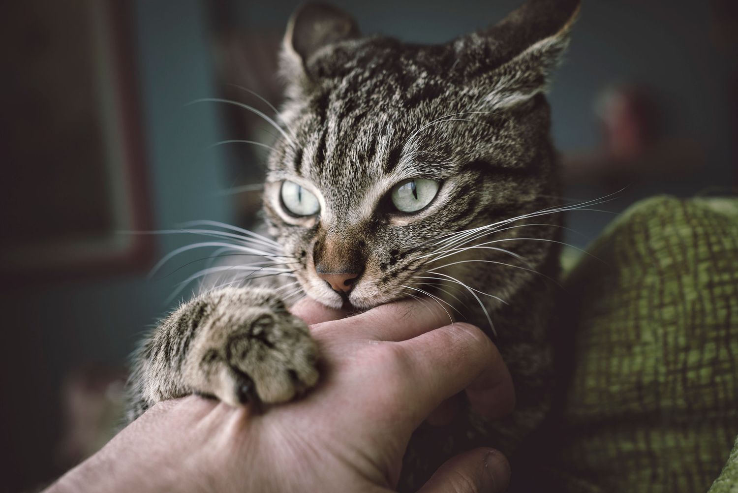 虎斑猫又咬又抓手