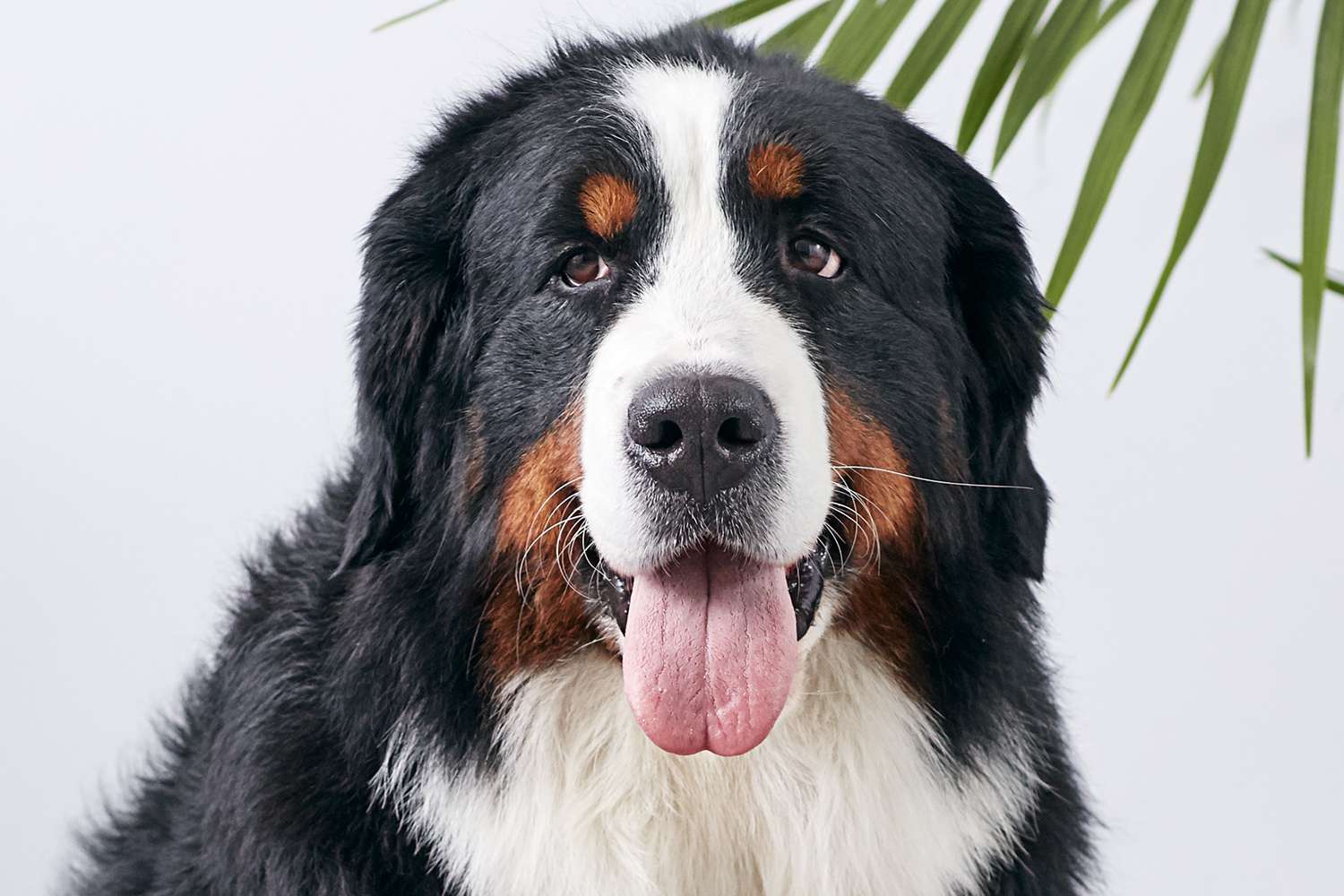 伯尔尼山犬的肖像