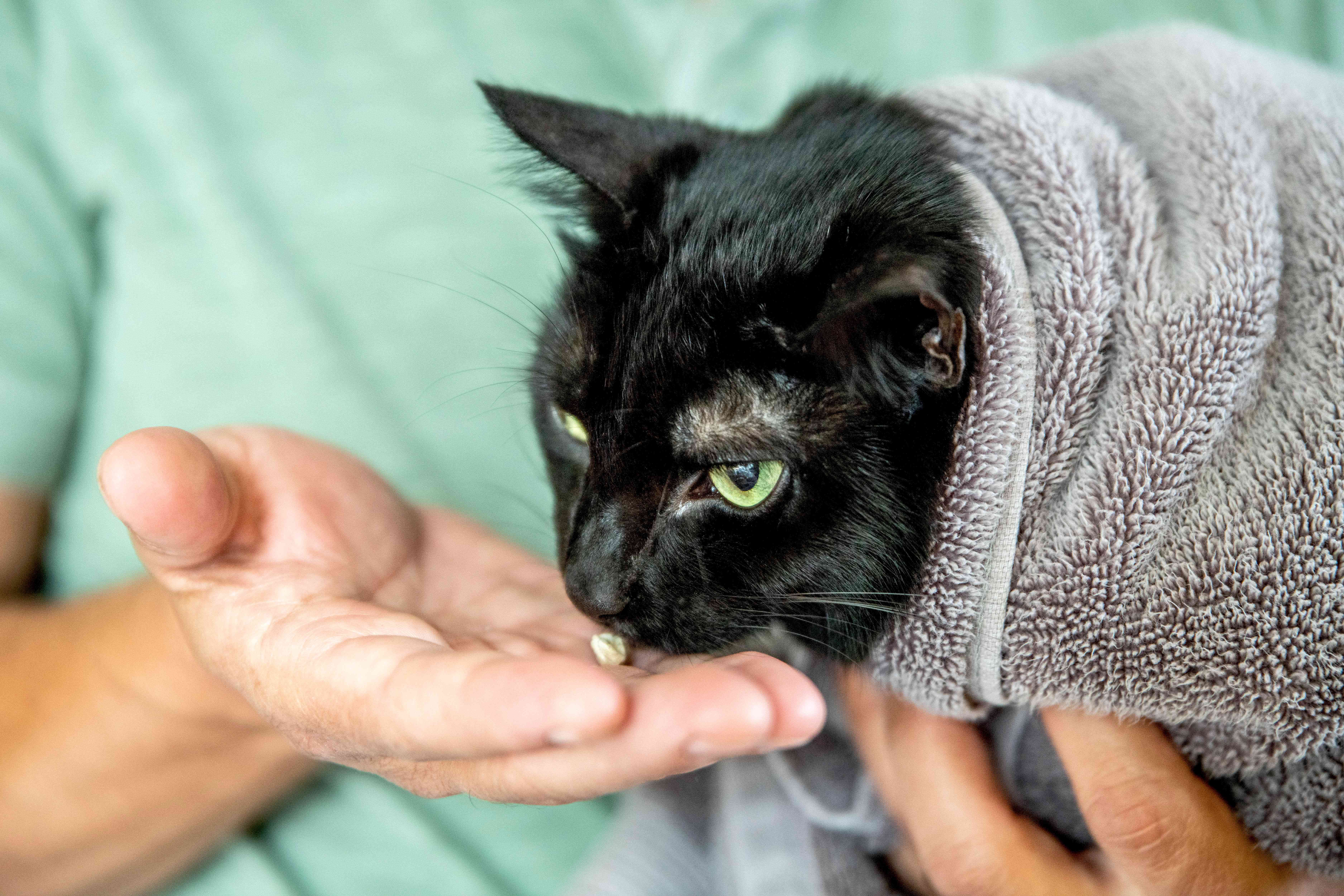 黑猫裹在毛巾里，主人在前面拿着食物
