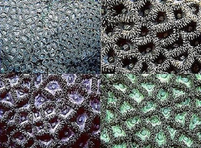 Zoanthids (Zoanthus sp)。