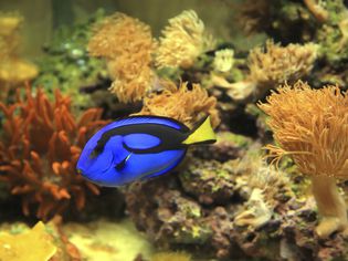 A blue tropical fish in a saltwater aquarium