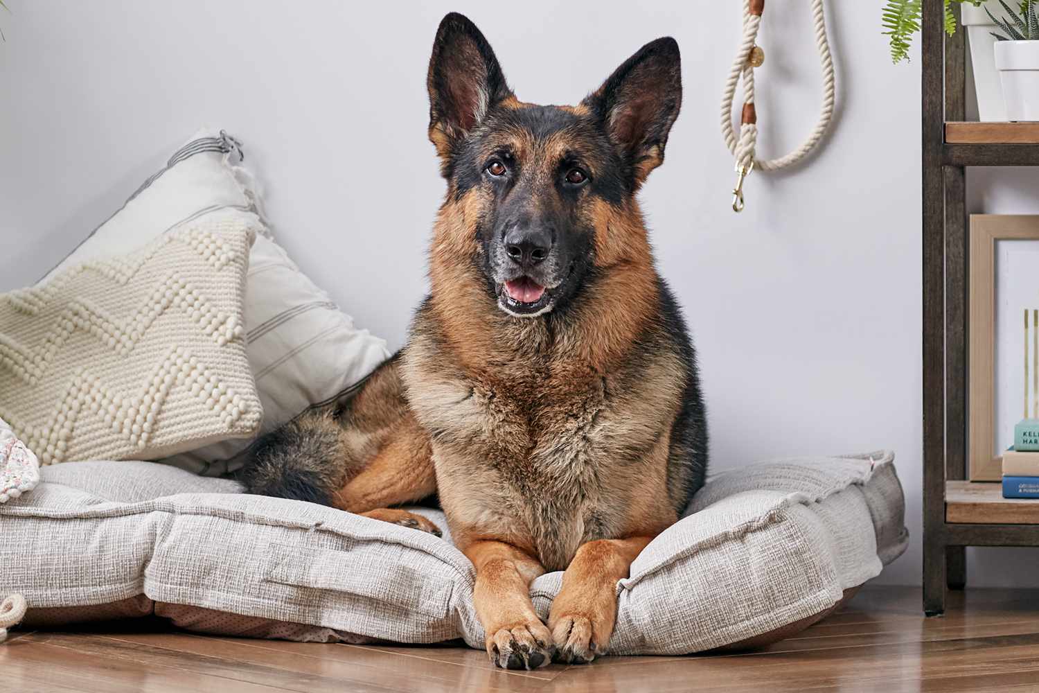 A German Shepherd