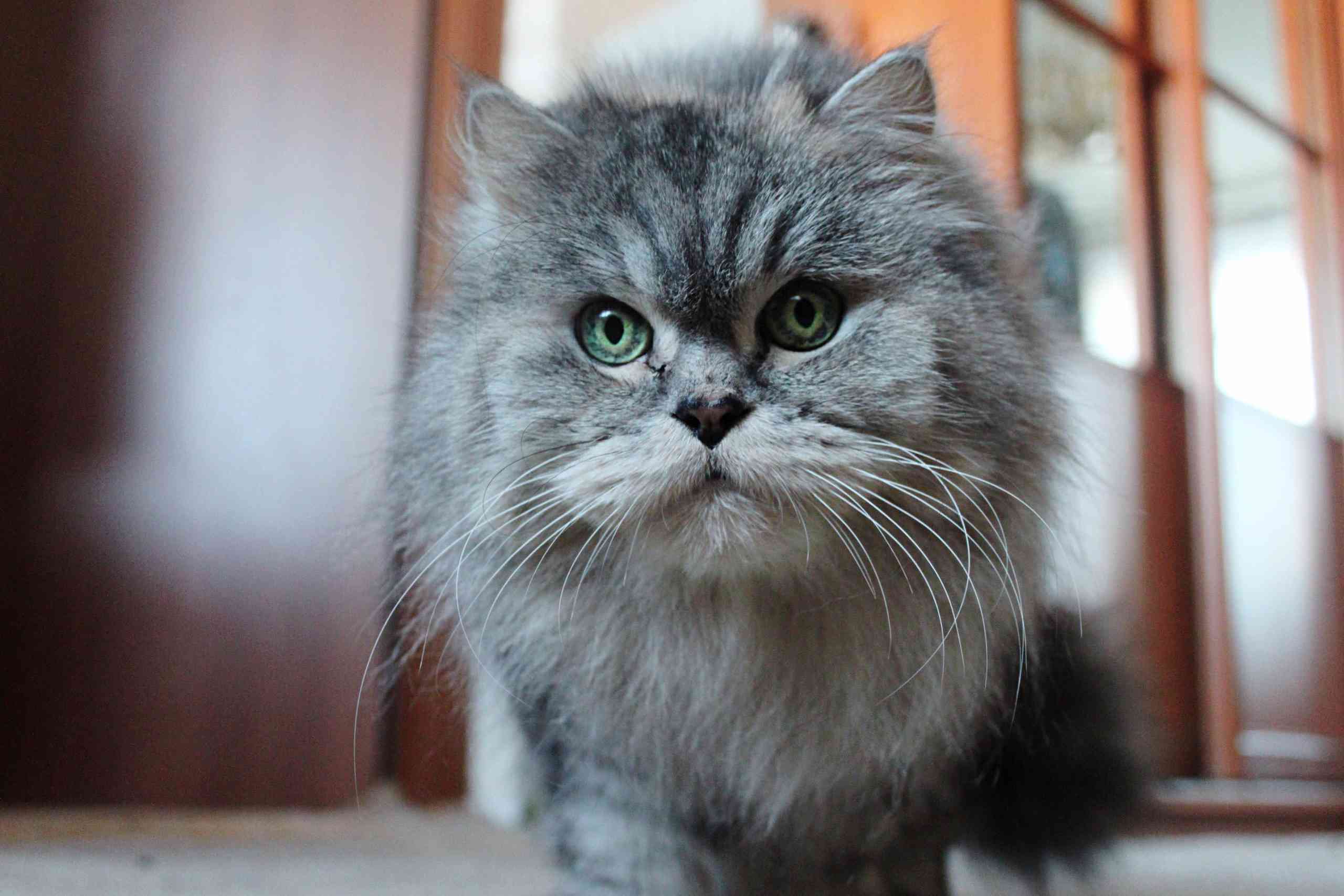 灰色的波斯猫，绿眼睛