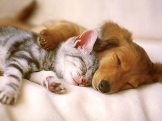 一只小猫和小狗一起小睡一会儿。