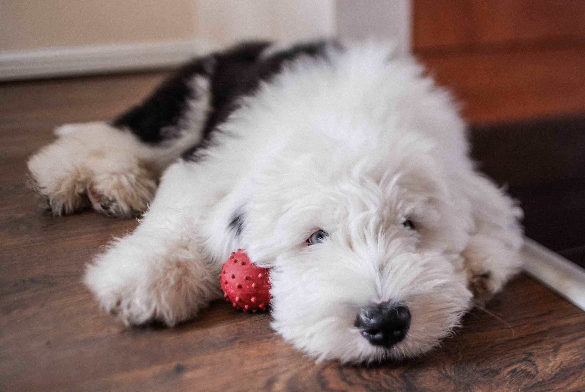 一只古老的英国牧羊犬抱着他的玩具。