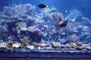 盐水水族馆