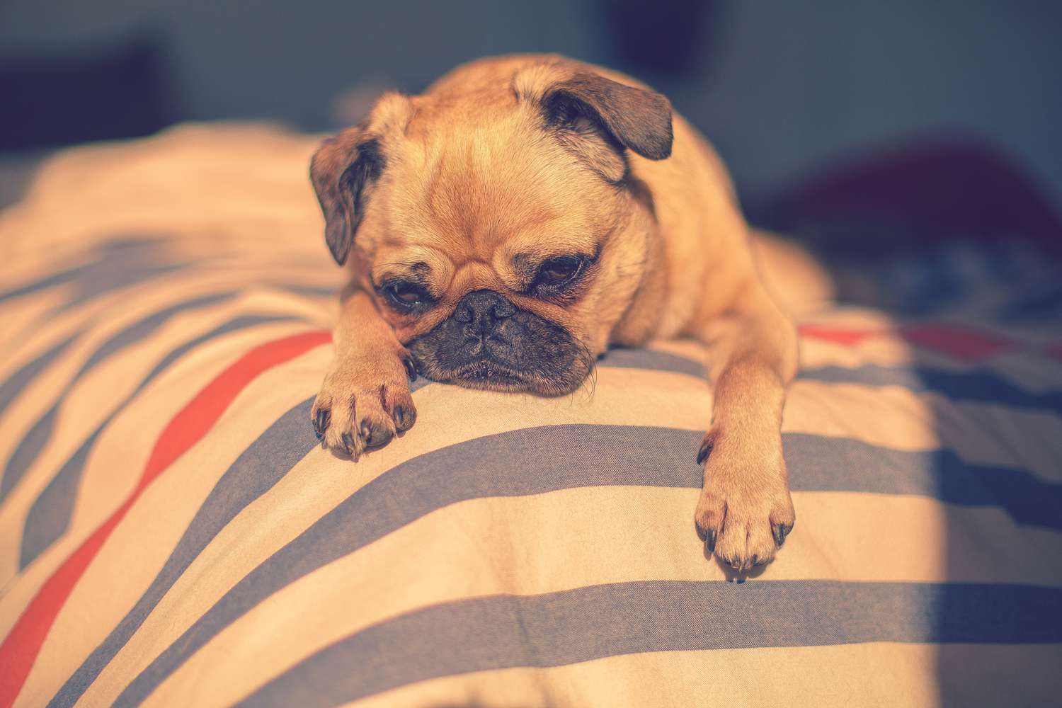 Sleepy small dog on corner of a bed